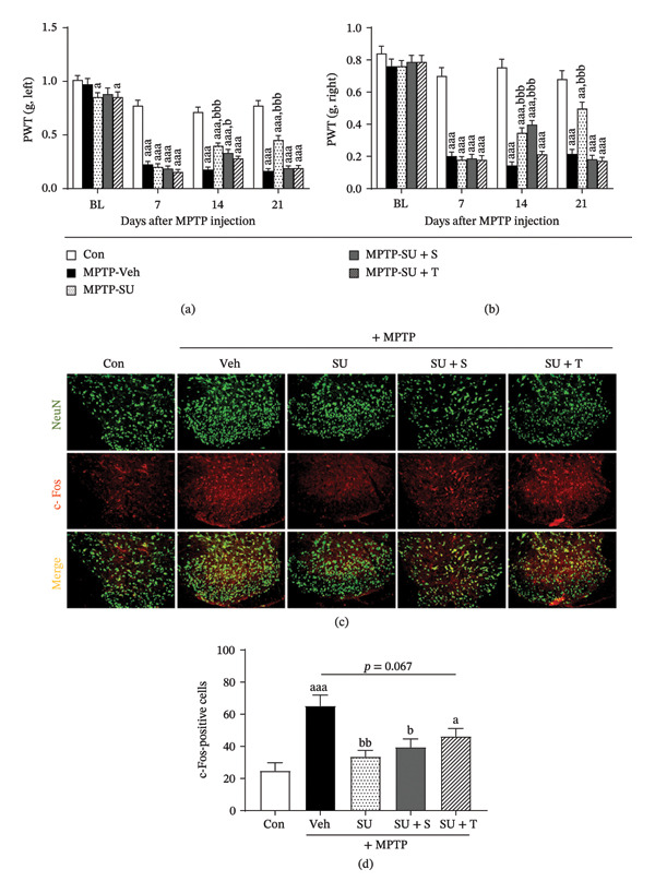 Effects of CB1 antagonist or PPARγ inhibitor on the SUEHP‐induced modulation of pain sensitivity and neural activation Pain sensitivity was assessed using the von Frey filament test on the (a) left and (b) right hind paws of PD animals following SUEHP treatment at the GB34 acupoint in the presence of CB1 antagonist (SR141716A) or PPARγ inhibitor (T0070907) cotreatment, starting 7 days before MPTP administration and measured once per week until the end of the experiment. (c) Pain signal transmission was evaluated in the dorsal horn of the spinal cord (L3–L6) using immunofluorescence staining for c‐Fos, and (d) the number of c‐Fos‐positive cells was quantified. Scale bar = 100 μm. Data are presented as the mean ± SEM (n = 10 except for c‐Fos staining, n = 4). a p < 0.05, aa p < 0.01, aaa p < 0.001 vs. Con. b p < 0.05, bb p < 0.01, bbb p < 0.001 vs. MPTP‐Veh. Abbreviations: BL, baseline; CB1, cannabinoid receptor 1; MPTP, 1‐methyl‐4‐phenyl‐1,2,3,6‐tetrahydropyridine; NeuN, neuronal nuclei; PD, Parkinson’s disease; PPARγ, peroxisome proliferator‐activated receptor gamma; SEM, standard error of the mean; SUEHP, SU‐Eohyeol pharmacopuncture; PWT, paw withdrawal threshold. Experimental groups: Con, saline control + saline injection at GB34; MPTP‐Veh, MPTP + saline injection at GB34; MPTP‐SU, MPTP + SUEHP injection at GB34; MPTP‐SU + S, MPTP + SUEHP injection at GB35 with SR141716A pretreatment; MPTP‐SU + T, MPTP + SUEHP injection at GB34 with T0070907 pretreatment.
