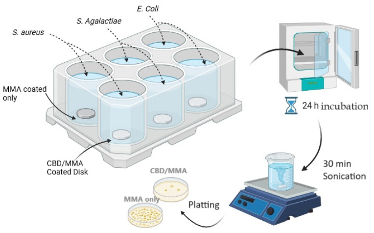 Diagram of the protocol used to test synthesized coatings on biofilms of S. aureus, E. coli, and S. agalactiae.