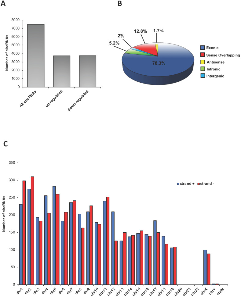 Overview of circRNA expression in mouse SPZ. (A) The distribution of up- and down-regulated circRNAs in CB1-/- (n=3) compared to WT (n=3) SPZ among a total of 7486 circRNAs. (B) The proportion of different types of circRNAs among all predicted circRNAs. (C) Chromosomal distribution of SPZ derived circRNAs, on strand + and strand -, according to their host gene location.
