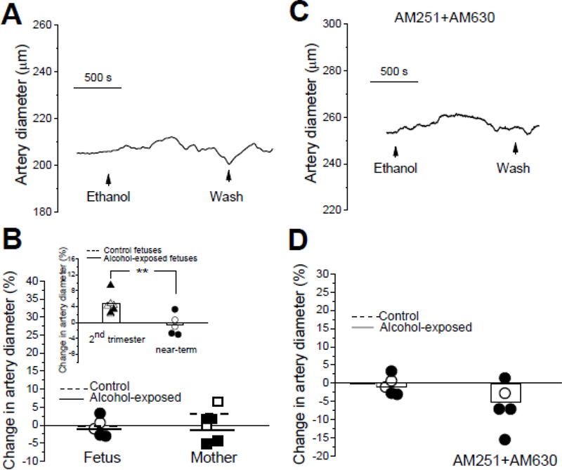 Ethanol effect on cerebral artery diameter is modified during gestation.A. Original record of diameter showing lack of ethanol-induced dilation in cerebral artery from near-term fetus. B. Scattered data of changes in artery diameter by 63 mg/dL ethanol in fetal and maternal arteries. Statistical analysis using two-way ANOVA failed to detect significant differences or interactions between the groups at the 0.05 level (P values≥0.28). Insert depicts statistically significant difference in ethanol-induced change of artery diameter between arteries harvested at the end of the period equivalent to the second trimester of human pregnancy and at near-term. In the insert, “2nd trimester” data were obtained in the course of our previous study [8], while “near-term” represents data from current work. In the insert, hollow columns depict averaged data from control and alcohol-exposed fetuses at the end of 2nd trimester equivalent, and averaged data from control and alcohol-exposed fetuses near-term. *Statistically significant difference, P=0.0072 (unpaired t-test). C. Original trace showing effect of 63 mg/dL ethanol on near-term fetal cerebral artery dimeter in presence of AM251 and AM630 mixture. D. Scattered data of changes in diameter of near-term fetal cerebral arteries by 63 mg/dL ethanol in absence versus presence of AM251 and AM630 mixture. Hollow columns represent averaged data from maternal and fetal arteries near-term in absence versus presence of CB receptor blockers.