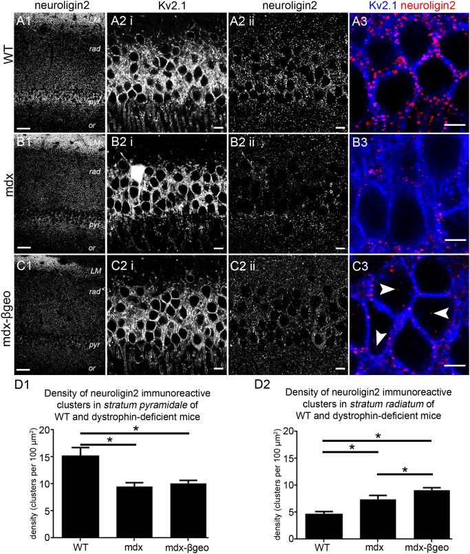Localisation and quantification of NL2 immunoreactivity within the hippocampus of WT and dystrophin-deficient mice, reacted and imaged under identical conditions.(A 1) shows the stereotypical pattern of NL2 immunoreactivity within the CA1 region of tissue from WT animals. NL2 immunoreactivity is concentrated in strata pyramidale and lacunosum moleculare with considerably lower levels of signal in stratum radiatum, particularly within the distal parts of this layer. In contrast, significantly lower levels of NL2 immunoreactivity were evident within the stratum pyramidale of (B 1) mdx and (C 1) mdxβgeo mice. (A 2 i) shows immunoreactivity for KV2.1 within stratum pyramidale of WT tissue. Kv2.1 is used to delineate the somato-dendritic plasma membranes and thus the major sites of inhibitory input onto pyramidal neurons. (A 2 ii, 3) shows that that within this layer, NL2 immunoreactivity presented as individual clusters located exclusively on somato-dendritic cell surfaces. (B 2 i) and (C 2 i) show that the level and pattern of Kv2.1 immunoreactivity within tissue from mdx and mdxβgeo mice respectively was indistinct to that of WT mouse. This indicates that comparable fields of view and focal planes were selected for tissue from all genotypes. (B 2 ii, 3) and (C 2 ii, 3) demonstrate the significant decrease in the density of NL2 immunoreactive clusters within the stratum pyramidale of mdx and mdxβgeo tissue respectively. Numerous cytoplasmically located NL2 immunopositive clusters were also evident in tissue from mdxβgeo mice (arrowheads) in comparison to WT in which virtually all clusters were located on Kv2.1 immunopositive plasma membranes. (D 1) quantification of the density of NL2 immunoreactive clusters in stratum pyramidale of WT, mdx and mdxβgeo tissue. (D 2) quantification of the density of NL2 immunoreactive clusters in the stratum radiatum of WT, mdx and mdxβgeo tissue. Bars represent the means and lines the SEM. *P<0.05; ANOVA with Tukey’s posthoc test; N = 3 animals. Scale bars (A1, B1, C1) 50 µm; (A2, B2, C2) 10 µm; (A3, B3, C3) 5 µm.