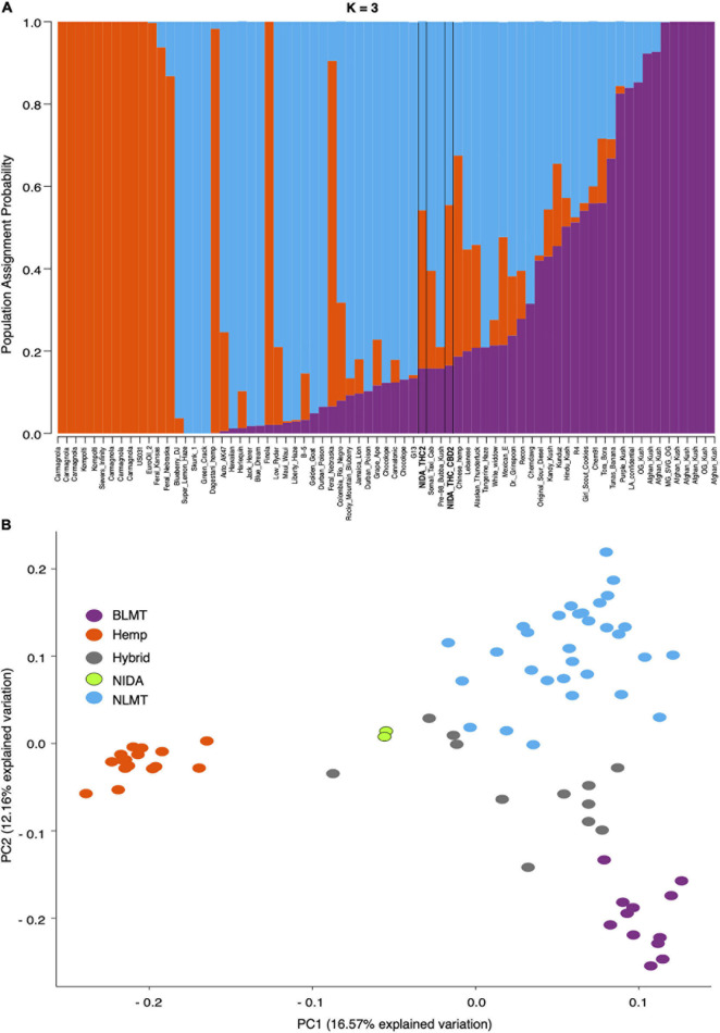 STRUCTURE and Principal Component Analyses. Proportion of each color in the bar indicates the probability of assignment to Hemp (orange), NLMT (blue), or BLMT (purple), groups. Both of NIDA’s strains outlined with black margins are assigned to both NLMT and Hemp groups with less than 60% probability, and therefore we assigned them to the Hybrid group (A). The two NIDA samples in green cluster with each other and away from other varieties (B).