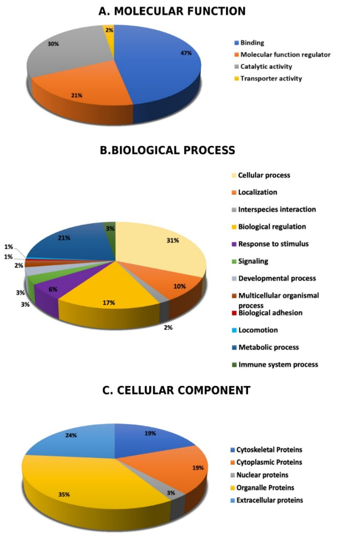 Comparative analysis (%) of identified proteins of interest classified into different groups according to their molecular function (A), biological process (B), and cellular components (C).