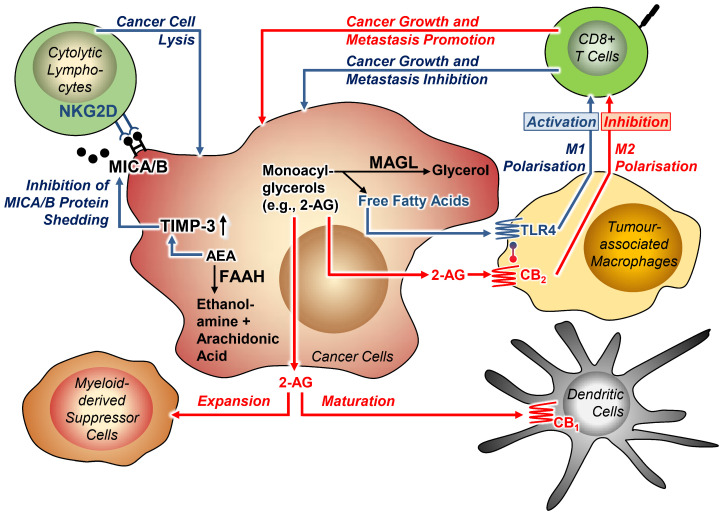 Effects of MAGL and FAAH on tumour-immune interactions. Blue arrows indicate benign effects, red arrows indicate effects that cause cancer progression. Lines with circles at the ends indicate receptor interaction. All abbreviations are explained in the text.