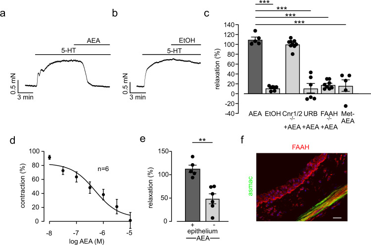 Anandamide (AEA) induces airway relaxation via fatty acid amide hydrolase (FAAH) in mouse trachea ex vivo.a Original trace of isometric force measurements in a myograph demonstrates strong tone decrease of tracheal ring from C57BL/6J mouse by a single dose of AEA (10 µM). b Original trace of isometric force measurements shows no effect by application of the solvent ethanol (EtOH). c Statistical analysis of airway tone in response to AEA indicates that AEA (n = 5) evokes relaxation independent from CB1 and CB2 receptors (Cnr1/Cnr2−/−, n = 9); URB597 (URB, 1 µM, n = 6), methanandamide (Met-AEA, 10 µM, n = 5); (EtOH, n = 7, FAAH−/−, n = 8). Measurements were performed in independent samples. One way ANOVA, Tukey’s post hoc test (AEA vs EtOH ***p = 4.8 × 10−12; AEA vs URB ***p = 1.1 × 10−11; AEA vs FAAH−/− ***p = 1.6 × 10−11; AEA vs Met-AEA ***p = 1.5 × 10−10). d Dose response curves of AEA from trachea of C57BL/6J mice (n = 6 independent samples) show that the AEA-dependent airway relaxation is dose-dependent. e Statistical analysis of isometric force measurements demonstrates that the extent of airway relaxation by AEA (10 µM) is different in tracheas with and without epithelium in C57BL/6J mice (+n = 5, −n = 6 independent samples), unpaired two-tailed Student’s t test **p = 0.0012. f Immunostaining reveals FAAH expression in epithelial as well as smooth muscle cells of C57BL/6J mouse trachea (red = FAAH, green = alpha smooth muscle actin, staining was performed twice), scale bar = 20 µm. c–e) Data are presented as mean values ± SEM. Source data are provided as a Source Data file.