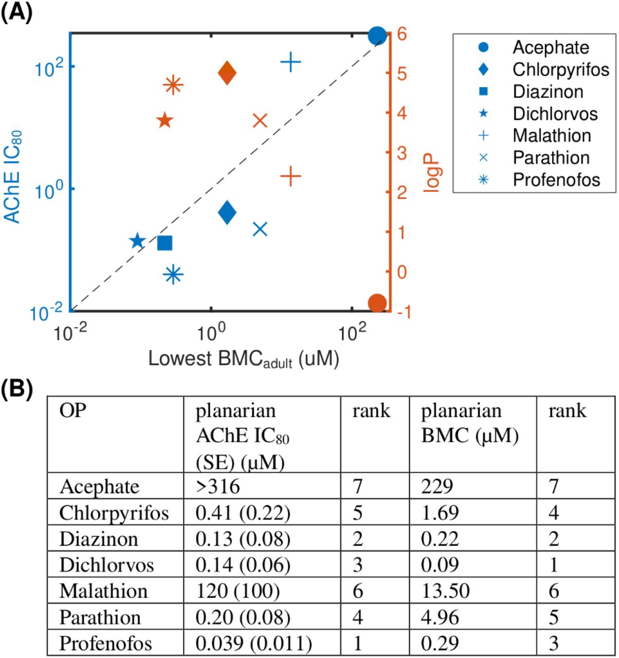 Levels of AChE inhibition is not correlated with phenotypic effects.(A) Comparison of OP potency (measured by the most sensitive BMCadult) to AChE inhibition (IC80, blue) and hydrophobicity (logP, orange). Raw data and fitted curves from the Ellman assays are shown in Supplementary Figure 6. For acephate, the IC80 was set to the highest test concentration since no inhibition was observed. The dashed line is provided as a visual tool to show when the IC80 equals the lowest BMCadult. Blue points above this line (malathion and dichlorvos) indicate the BMC was more sensitive than the IC80. (B) A comparison of the ranking of the potency of the 7 OPs using the planarian AChE IC80 and most sensitive BMCadult.