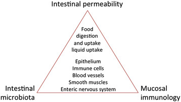 Relation between intestinal permeability, intestinal microbiota, and mucosal immunology. For details see text.