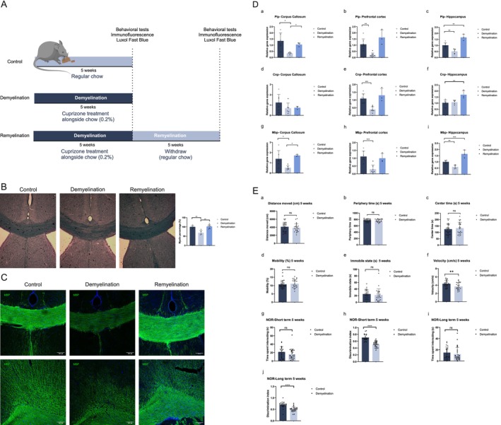 (A) Schematic figure of the experimental design related to cuprizone model characterization. (B) Representative Luxol fast blue–crystal violet staining in the corpus callosum of the control and cuprizone‐treated groups. A notable reduction in myelin content was evident in the fifth week among cuprizone‐treated animals (demyelination) compared to the control group; a noticeable recovery was observed after the subsequent recovery phase (remyelination). (C) Representative immunofluorescence in the corpus callosum of the control and cuprizone‐treated groups during the fifth week of cuprizone treatment (demyelination) and the 10th week of the experiment, corresponding to the recovery phase (remyelination). (D) mRNA expression levels of Mbp, Plp, and Cnp were assessed in the corpus callosum, prefrontal cortex, and hippocampus of animals exposed to cuprizone for 5 weeks (demyelination), followed by a 5‐week recovery phase (remyelination). The mRNA expression levels of each gene were normalized with the endogenous controls Actb and 18S. Data are represented as mean ± SD, n = 3–6 animals per group. Statistical significance was determined by one‐way ANOVA followed by Tukey's post test, *p < 0.05, **p < 0.005, and ***p < 0.0005 compared to the control group. (E) Effects of cuprizone exposure on locomotion of mice as evaluated by the open‐field test (OFT) and on short‐ and long‐term memory as evaluated by the novel object recognition (NOR) behavioral test. In the OFT, there was no statistically significant difference between the groups after 5 weeks of cuprizone exposure in relation to: (a) distance moved; (b) periphery time; (c) time spent in the center; (d) mobility; and (e) immobile state below 0.5%. However, the demyelination group had a lower velocity parameter than the control group (f; p = 0.0085). Cognitive impairment was observed in animals treated with cuprizone (demyelination) compared to the vehicle group (control) after the demyelination process (h, j). The discrimination index was calculated by the time spent exploring the novel object/total exploring time. No differences were found in the overall interaction time. Data represent the mean ± SEM (n = 24–26). Statistical significance was determined by Student's t‐test, ****p < 0.0001 compared to the control group. Shapiro–Wilk and Kolmogorov–Smirnov normality tests were applied to ensure that the data met the criteria for performing parametric tests. Once the criteria were met, the results were expressed as a mean ± 95% confidence interval (CI).