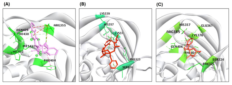 Results of the molecular interaction model of the tested compounds and the binding sites of the H5N1 clade 2.3.4.4b B2/CBD protein. (A) PB2-39 interacted through hydrogen bonds with only ARG355 and ASN429 residues of PB2/CBD. (B) Sofosbuvir interacted through hydrogen bonds with LYS339, LYS376, and HIS357. (C) GS441524 interacted through hydrogen bonds with ARG355, LYS376, PHE404, GLN406, GLU361, and SER324 residues in the binding site of the structure of the PB2/CBD protein.