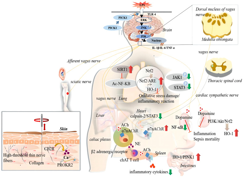 The anti-inflammatory actions and mechanisms of acupuncture in sepsis. The ‘↑’ represents upregulated by acupuncture; The ‘↓’ represents downregulated by acupuncture. CB2R, cannabinoid CB2 receptor; PICK1, protein Kinase C; ERK, extracellular signal-regulated kinase; JNK, the c-Jun N-terminal kinases; IL-1beta, interleukin-1beta; IL-6, interleukin 6; TNF-α, tumor necrosis factor-alpha; SIRT1, sirtuin 1; Ac, acetylation; NF-kB, the nuclear factor-kappa B; TLR4, toll-like receptor 4; Nrf2, nuclear factor erythroid-2 related factor-2; ARE, antioxidant response element; HO-1, heme oxygenase-1; JAK1, janus kinase 1; STAT3, signal transducer and activator of transcription 3; ACh, acetylcholine; α7nAChR, α7 nicotinic acetylcholine receptors; NE, norepinephrine; ChAT, choline acetyltransferase; P13K, phosphatidylinositol 3 kinase; Akt, protein kinase B; PINK1, PTEN-induced putative kinase 1.