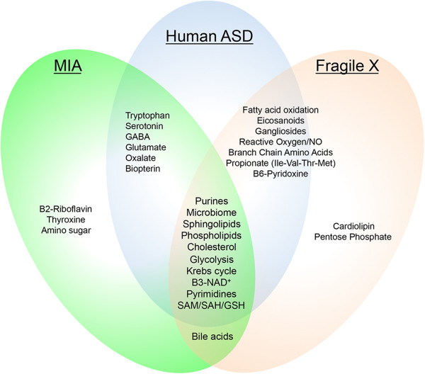 Metabolic pathways shared by the MIA and Fragile X mouse models and human ASD. Comprehensive metabolomic analysis identified 20 biochemical pathways associated with symptom improvements in the Fragile X (Fmr1 knockout) model. Seventeen pathways were shared with human ASD, and 11 were shared with the maternal immune activation (MIA) model of ASD. The 17 metabolic pathways shared with human ASD were: purines, microbiome, sphingolipids, phophoslipids, cholesterol/sterols, glycolysis, Krebs cycle, vitamin B3-NAD+, pyrimidines, S-adenosyl methionine (SAM)/S-adenosylhomocysteine (SAH)/glutathione (GSH), fatty acid oxidation, eicosanoids, gangliosides, reactive oxygen species and nitric oxide (ROS/NO), branched chain amino acids, propionate metabolism and propiogenic amino acids (Ile, Val, Thr, and Met), and vitamin B6-pyridoxine metabolism. Bile acids were common to both the Fragile X and MIA models, but have not yet been studied in human autism.