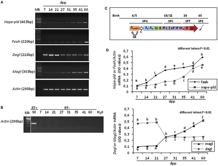 RT-PCR analysis of the main AEA and 2-arachidonoylglycerol metabolizing enzymes in rat testis during the first wave of spermatogenesis. Representative images of RT-PCR analyses showing Nape-pld, Faah, Dagl, Magl, and Actin mRNA expression in rat testes from 7 to 60 days post partum (dpp) (A). Representative agarose gel image of RT + cDNA (testes from 90 dpp rats), RT− cDNA (testes from 7 to 60 dpp rats) and water (H2O) analyzed by PCR using actin primers (B). Gene expression was quantified by densitometry analysis and graphed relatively to germ cells appearance or activities (C). Values for Nape-pld, Faah, Dagl, and Magl signals were normalized against Actin and are expressed as OD values (D). All data are expressed as the mean ± SEM. Different letters indicate statistically significant differences (p < 0.01). Abbreviations: SPG, spermatogonia; SPC, spermatocytes; SPT, spermatids; SPZ, spermatozoa; Aundiff, undifferentiated-SPG; A1-A4, differentiating type-A1-A4 SPG; In, differentiating intermediate-SPG; B, differentiating type-B SPG; Pl, preleptotene SPC; L, leptotene SPC; Z, zygotene SPC; eP, early pachytene SPC; lP, late pachytene SPC; M2, secondary SPC; R, round SPT; E, elongated SPT; SR, self-renewal; C, commitment.