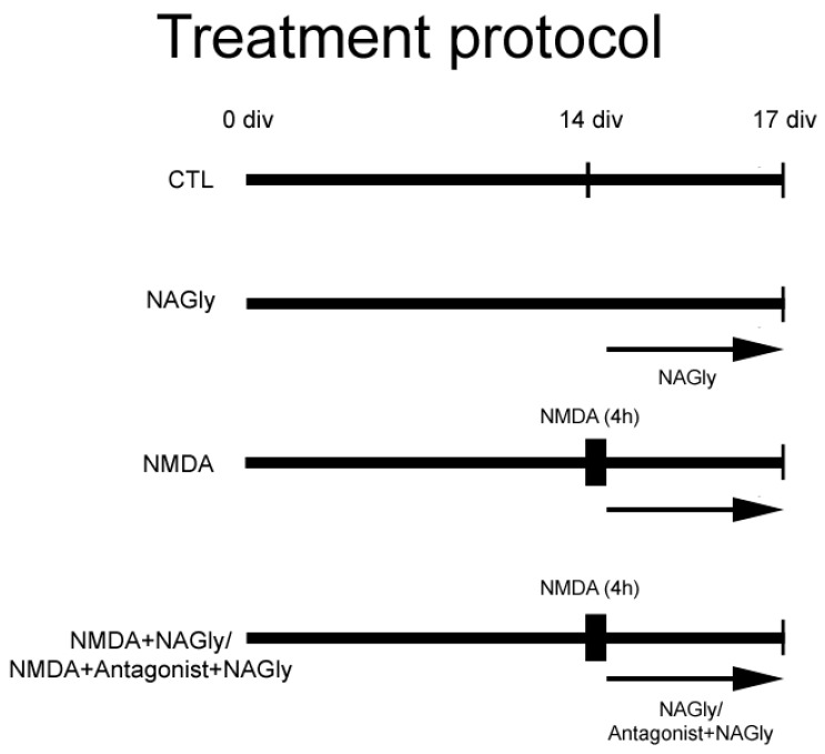 Treatment protocol. Some OHSC were kept in culture medium and served as controls (CTL). A further group was lesioned with NMDA and conduced as a positive control (NMDA). Cannabinoids were applied alone on day 14 to OHSC (NAGly) or following 4 h incubation with NMDA (NMDA + NAGly). Some OHSC were pre-incubated with an antagonist for CB2 (AM630) or GPR18 (O-1918) for 15 min before adding NAGly. The fixation was performed on Day 17.