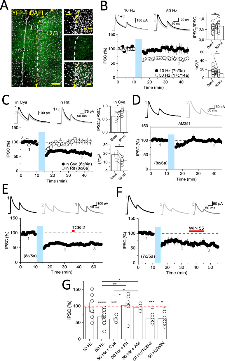 Repetitive optogenetic activation of serotonergic fibers in the mPFC induced LTD of GABAergic IPSC in a 5-HT2A and CB1R-dependent manner.A Confocal images of DRN neuron terminals in mPFC (YFP; green label) expressing ChR2. DAPI (gray label) labels the cellular nucleus in mPFC. Scale bar: 200 and 50 μm for low and high magnification images, respectively. L1: layer 1, L2/3: layer 2/ 3 and L5: layer 5. B Representative traces (top) and summary plots (bottom) showing that 50 Hz but not 10 Hz optogenetic stimulation protocol (light blue bar) triggers a long-lasting depression (LTD) of eIPSCs in layer 2/3 of mPFC. 50-Hz-induced LTD was accompanied by changes in PPR and 1/CV2. C Representative traces and summary plots showing that 50 Hz light stimulation was unaffected by the 5-HT1R antagonist cyanopindolol (Cya, 5 µM; black dots) but eliminated in the presence of the 5-HT2R antagonist ritanserin (Rit, 4 µM; open dots). Note that 50-Hz-induced LTD in the presence of cyanopindolol was accompanied by changes in PPR and 1/CV2. D 50-Hz-induced LTD was also eliminated in slices pre-incubated with the CB1R inverse agonist AM251 (4 µM). E Representative traces and summary plots showing that bath application of TCB-2 (3 μM) has no effect on eIPSCs already depressed by the 50 Hz stimulation protocol. F Similarly, activation of CB1R with WIN 55,212 (WIN, 5 µM) has no effect on eIPSCs already depressed by a 50 Hz stimulation protocol. G Summary plot showing the effect of 10 Hz and 50 Hz induction protocol on GABAergic IPSCs in the presence of different pharmacological agents. In all panels, data are presented as mean ± SEM, and average sample traces taken at times indicated by numbers are shown next to each summary plot. The number of cells (c) and animals (a) are indicated in parentheses. *P < 0.05, **P < 0.01, ***P < 0.001, ****P < 0.0001.