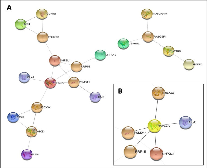 Protein-Protein Interaction Network of Principal Genes Identified by STRING. A. Principal cluster including ten Hub genes. B. Principal genes studied.