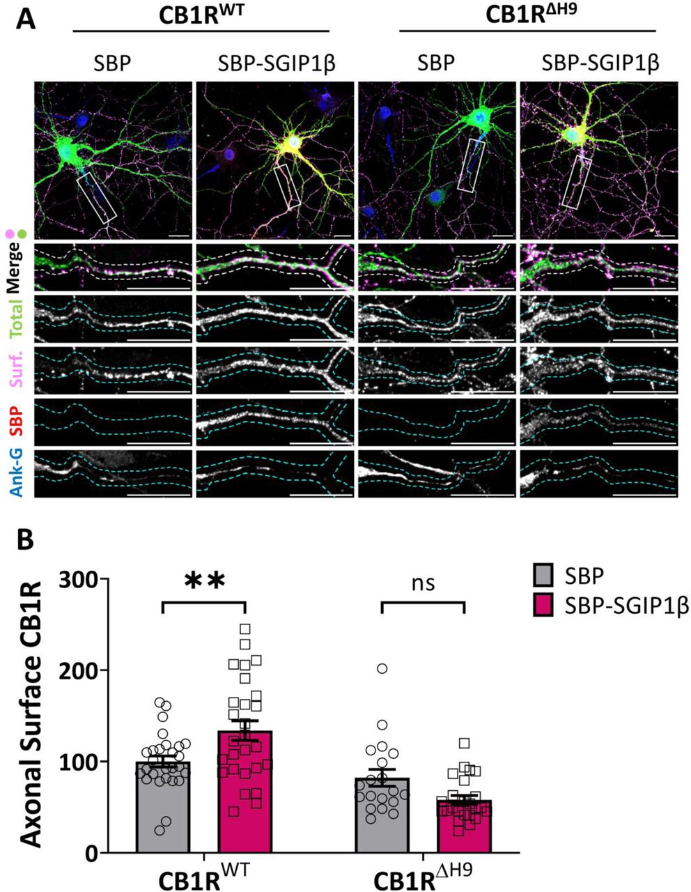 Overexpression of SGIP1β increases surface expression of CB1RWT, but not CB1RΔH9.(A) Representative confocal images of DIV14 hippocampal neurons expressing EGFP-CB1RWT or EGFP-CB1RΔH9 and either SBP or SBP-SGIP1b. Cells were transfected at DIV12, incubated for a further 2 days, and then surface stained with anti-GFP antibody. Upper panels for each condition show whole cell field of view and lower panels are enlargements of axonal ROIs. Green = total; magenta = surface; red = SBP-SGIP1; blue = axon marker (Ankyrin-G). Merge: surface to total seen as white. (B) Quantification of data represented in (A). SGIP1b overexpression causes a significant increase in surface expression of EGFP-CB1RWT in axons (CB1RWT/SBP vs. CB1RWT/SBP-SGIP1: mean ± SEM, 100.00 ± 6.03 vs. 133.82 ± 10.72; n = 27 vs. n = 27; **p = 0.0049). SGIP1b overexpression did not alter surface expression of EGFP-CB1RΔH9 (CB1RΔH9/SBP vs. CB1RΔH9/SBP-SGIP1: mean ± SEM, 82.12 ± 9.25 vs. 57.91 ± 4.82; n = 19 vs. n = 24; nsp = 0.100). Surface fluorescence was normalised to total fluorescence and shown as a percentage of CB1RWT/SBP control. Two-way ANOVA with Sidak’s post hoc test; n = 19-27 neurons per condition from four independent neuronal cultures.