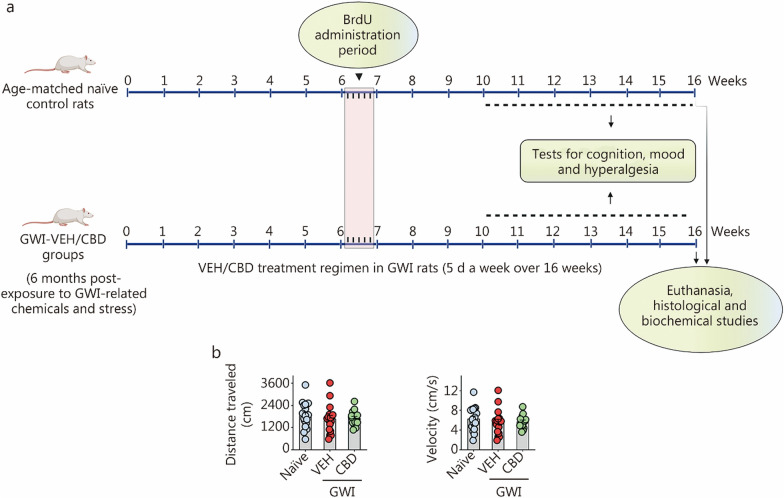 Timeline of experiments and the results of an open field test. a Schematic showing the study design, timelines of CBD treatment, neurocognitive studies, and brain tissue analyses. The rats were first exposed to Gulf War Illness (GWI)-related chemicals pyridostigmine bromide, DEET, and permethrin and 15 min of restraint stress for 28 d. Six months later, GWI rats received vehicle or CBD (20 mg/kg, 5 d/week) for 16 weeks until euthanasia. These rats received BrdU injections (i.p., 100 mg/kg) during the 7th week of CBD treatment. Starting from the 11th week after VEH/CBD treatment, animals were interrogated with a series of behavioral tests to ascertain cognition, mood, and pain. Age-matched naïve control rats received BrdU injections and were subjected to cognitive tests at matching time points as GWI rats receiving vehicle or CBD. The brain tissues were harvested for immunohistochemical and biochemical studies. CBD treatment did not impact motor function in rats with chronic GWI. b The bar charts compare the distances traveled and velocities of movement in an open field test across groups. Please refer to Table S3 in Additional file 1 for detailed statistical information. CBD cannabidiol, DEET N,N-diethyl-meta-toluamide, VEH Vehicle, BrdU 5’-bromodeoxyuridine