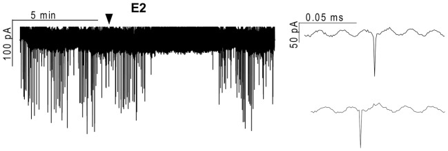 Effect of 17β-estradiol (E2) on the action currents of gonadotropin-releasing hormone (GnRH) neurons in brain slice of metestrous female mouse. Application of 10 pM E2 resulted in a significant decrease in the frequency of the action currents on GnRH neurons. Individual events during the control phase (upper inset) and the E2-treated phase (lower inset) present no change. Arrowhead shows the onset of E2 administration.