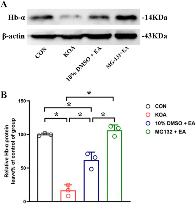 Effects of the 26S proteasome inhibitor MG132 on hemoglobin α-chain expression in the PAG. (A) The representative gel image shows the protein level of hemoglobin α-chain in PAG tissues obtained from CON, KOA, 10% DMSO + EA, and MG132 + EA groups. β-actin was used as a loading control. The protein band at 14 kDa corresponds to the hemoglobin α-chain. (B) Summary data show the effect of 26S proteasome inhibitor MG132 on the protein level of the hemoglobin α-chain in PAG tissues. EA was administered for 30 min, once every other day for 4 weeks, starting from 2 days after MIA injection. The 26S proteasome inhibitor MG132 (4 μg) was microinjected into the vlPAG 30 min before EA starting from 18 days after MIA injection, once every other day for five times. Data are expressed as means ± SEM (n = 3 mice in each group). *p < 0.05.