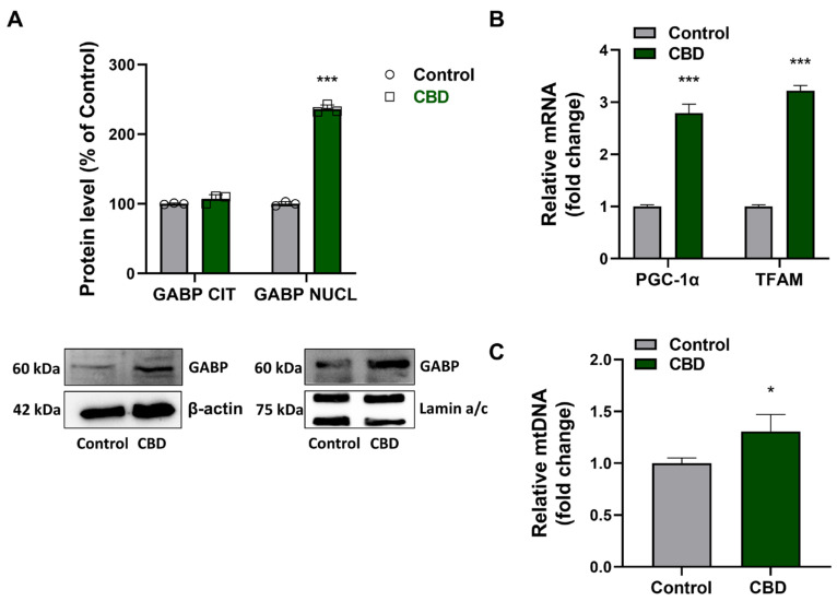 Effects of CBD on mitochondrial biogenesis. (A) Analysis of distribution of the transcription factor GABP at the cytoplasmic and nuclear levels. The GABP level was normalized with respect to β-actin or Lamin a/c. The results were expressed as a percentage relative to the control group, which was set as the reference at 100%. (B) Quantification of PCG-1α and TFAM mRNA and (C) mtDNA. The results were expressed by normalizing the values to the control group, whose mean value was set to 1. Data are normalized to the internal standard GAPDH mRNA or genomic NCOA3 gene. Results are expressed as mean ± SD. Experiments were repeated three times independently (n = 3). * p < 0.05 and *** p < 0.001 compared with control.