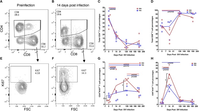 Delta-9-tetrahydrocannabinol (Δ9-THC) administration regulates intestinal T cell proliferation/activation in SIV infection. A representative contour plot shows single positive CD4+ and double positive CD4+/CD8+ T cell depletion in the intestine at 14 days post infection in a VEH/SIV rhesus macaque (A,B). All acquired cells were first gated on singlets, followed by CD45+ and live cells. All live cells were further gated for CD3+ and CD20+ cells, where T cells were defined by gating for CD3+ T-cells. Finally, CD3+ T cells were analyzed for the presence of CD4+ and CD8+ phenotype. Total CD4+ T cell percentages are significantly reduced in intestines of both VEH/SIV and THC/SIV rhesus macaques as early as 14 days post-infection and remained low throughout the study period (C). In contrast, total CD8+ T cell percentages were significantly increased in both VEH/SIV and THC/SIV rhesus macaques (D) at 120 days post-SIV infection. Contour plot shows CD8+ T cell proliferation/activation based on high Ki67 expression at 14 days post-SIV infection compared to the preinfection time point in a VEH/SIV rhesus macaque (E,F). Within the gated CD4+ T cell population, note the significantly attenuated CD4+ T cell proliferation based on Ki67 expression in THC/SIV but not VEH/SIV rhesus macaques (G) at 14, 120-, and 180-days post-SIV infection compared to their respective preinfection levels. Similarly, Δ9-THC significantly attenuated CD8+ T cell proliferation/activation associated with peak viral replication at 14 days post-SIV infection compared to VEH/SIV rhesus macaques (H). Open red circles- VEH/SIV, Open blue squares- THC/SIV. Horizontal red and blue lines with P-values denote comparisons between time points within the VEH/SIV and THC/SIV groups, respectively. Left black brackets with an asterisk indicate statistical significance (p = 0.0143) between the VEH/SIV and THC/SIV groups for a given time point. Connecting blue and red lines (C,D,G,H) denote mean values of the respective population in the THC/SIV and VEH/SIV groups, respectively. Flow cytometry analysis to determine the effect of Δ9-THC on total CD4+ and CD8+ T cells and Ki67 expression in SIV-infected rhesus macaques was performed once with four individual animals as biological replicates per group. Flow cytometry data were analyzed using linear mixed models with immune-marker outcomes being dependent variables, and treatment status (VEH vs. Δ9-THC) and days since the start of treatment (0, 14, 120, 180) being independent variables with fixed effects. Differences between two time points were analyzed using the Mann-Whitney U-test employing the Prism v5 software (GraphPad software). A p-value of ≤0.05 was considered significant.