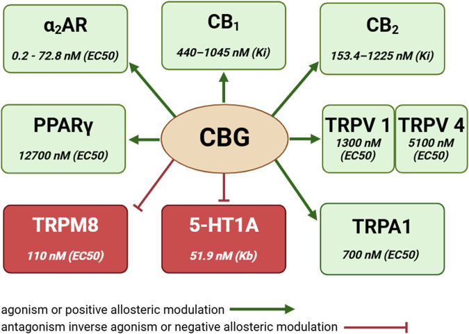 Cannabigerol and its receptor activity. Based on: Ryberg et al. (2007), Cascio et al. (2010), De Petrocellis et al. (2011), Granja et al. (2012), Borrelli et al. (2014), Navarro et al. (2018), Muller et al. (2019). Abbreviations: 5-HT1A, serotonin receptor type 1A; α2AR, alpha 2-adrenergic receptor; CB1,2, cannabinoid receptor type 1, 2; CBG, cannabigerol; EC50, half maximal effective concentration; Kb, equilibrium dissociation constant; Ki, inhibition constant; PPARγ, peroxisome proliferator-activated receptor gamma; TRPM8, transient receptor potential melastatin subfamily member 8; TRPA1, transient receptor potential ankyrin subfamily member 1; TRPV1,4, transient receptor potential vanilloid subfamily members 1, 4. Created with BioRender.
