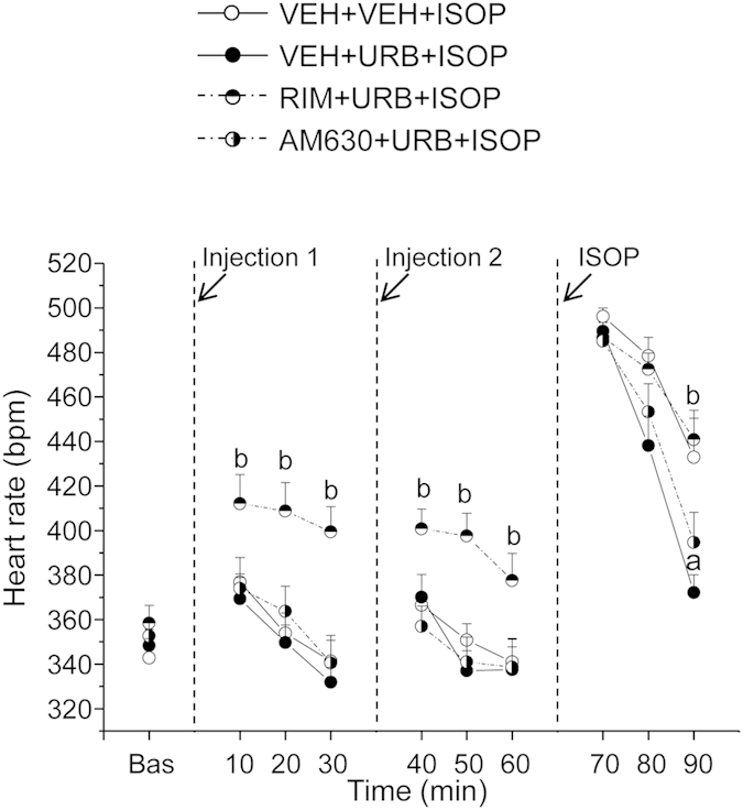 Time course of heart rate changes in HAB rats (n = 8) after the following sequences of intervention: (i) blockade of CB1 or CB2 receptors with rimonabant (RIM, 2 mg/kg) or AM630 (2 mg/kg), respectively, or vehicle (VEH) administration; (ii) inhibition of FAAH activity with URB694 (URB, 0.3 mg/kg) or VEH administration; (iii) β-adrenergic stimulation with isoproterenol (ISOP, 0.02 mg/kg).Data are reported as means ± SEM of a 30-min time period for baseline conditions (bas) and three 10-min time periods after each injection. VEH+VEH+ISOP group served as control for VEH+URB+ISOP group. VEH+URB+ISOP group served as control for RIM+URB+ISOP and AM630+URB+ISOP group. Significant differences (p < 0.05): avs. VEH+VEH+ISOP group; bvs. VEH+URB+ISOP group.