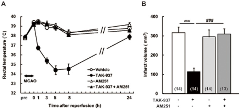 Reversal of cerebroprotection of TAK-937 by AM251, a CB1 antagonist, after transient MCAO in rats.Rectal temperature (A) and infarct volume (B). Data are indicated as the means ± SEM. Significant differences from the corresponding vehicle-treated group are indicated by *** P<0.001 (Dunnett’s test), and from the corresponding TAK-937-treated group is indicated by ### P<0.001 (Student’s t test). Numbers of rats used are shown in parentheses.