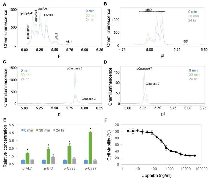 Time-dependent positive regulation of the apoptosis signaling pathway by copaiba essential oil. (A–D) Akt1 (A), BID (B), caspase 3 (C), and caspase 7 (D) profiles as functions of time after treatment of SH-SY5Y cells with 100 ng/mL copaiba essential oil. (E) Relative concentrations of p-Akt1, caspase 3, and caspase 7 as functions of time after treatment with 100 ng/mL copaiba essential oil for 0 min (blue), 30 min (orange), and 24 h (gray). (F) Viability percentages of SH-SY5Y cells as functions of the concentrations of copaiba essential oil. The relative concentration describes the fold change in a protein phosphoisoform after treatment compared to the control condition. The error bars are the standard deviations of six repeated measurements per experimental condition. The asterisks indicate statistical significance for p ≤ 0.05 versus the control.