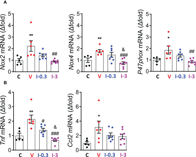 INV-202 reduces both renal oxidative stress and inflammatory markers. (A) mRNA analysis of Nox2, Nox4, and P47phox coding for NADPH oxidative isoforms (GP91Phox, NADPH oxidative 4, and neutrophil cytosol factor 1, respectively). (B) mRNA analysis of Tnf and Ccl2 coding for TNF and C-C motif chemokine ligand 2. Statistical significance versus nondiabetic control: *p < 0.05; **p < 0.01; versus vehicle: #p < 0.05; ##p < 0.01; ###p < 0.001; versus INV-202 group, 0.3 mg/kg: &p < 0.05. NADPH, nicotinamide adenine dinucleotide phosphate; TNF, tumor necrosis factor. C: non-diabetic control mice, V: Vehicle-treated diabetic mice, I-0.3: INV-202-treated diabetic mice (0.3 mg/kg), I-3: INV-202-treated diabetic mice (3 mg/kg).