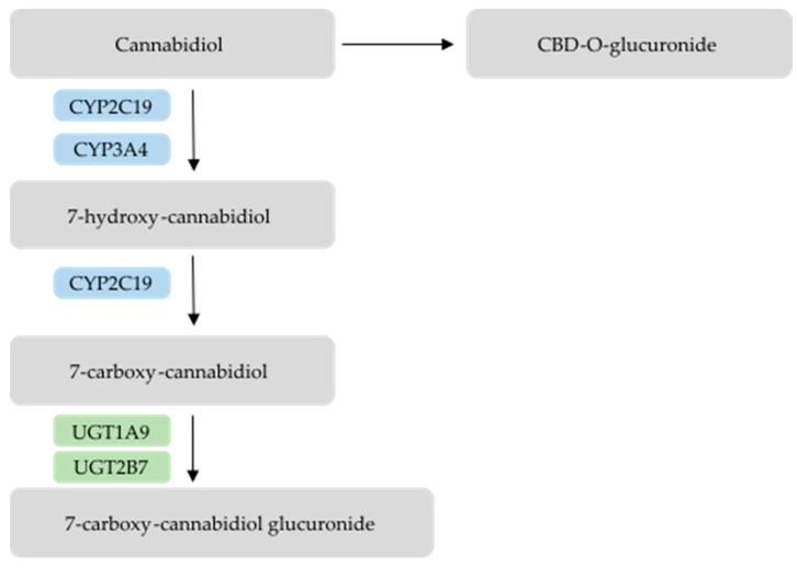 Metabolic pathways of Cannabidiol. Image adapted from Watson N. et al. [31].