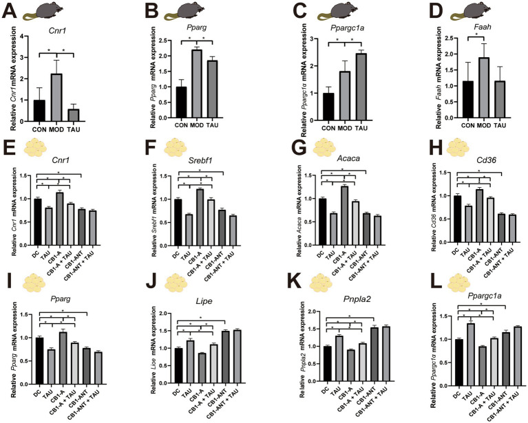 Panel of twelve bar graphs labeled A to L showing relative mRNA expression levels of various genes in mouse and adipose tissue experimental groups. Panels A-D (mouse, genes Cnr1, Pparg, Ppargc1a, Faah) and E-L (adipose, genes Cnr1, Srebf1, Acaca, Cd36, Pparg, Lipe, Pnpla2, Ppargc1a) display statistically significant differences between groups, indicated by asterisks and brackets above bars. Group labels include CON, MOD, TAU, DC, TAU, CB1A, CB1A+TAU, CB1-AMT, and CB1-AMT+TAU. Each panel includes relevant axis labels and gene names.