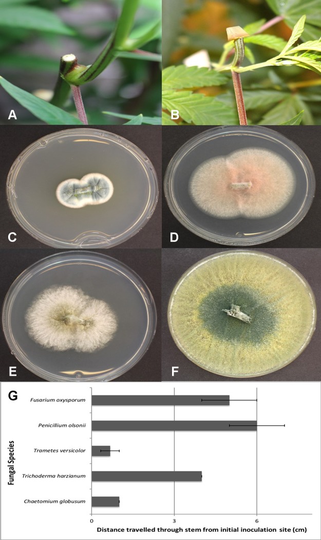 Assessing the extent of colonization of endophytic fungi inoculated onto exposed stem surfaces of Cannabis sativa. (A) Cut surface of stem following pruning. These cuts were made at the top of the plant, 65 cm from the crown region. (B) Inoculation method used to assess extent of colonization by placing a mycelial plug at the end of the cut stem. (C) Recovery of Penicillium olsonii from colonized stem. (D) Recovery of Fusarium oxysporum from colonized stem. (E) Recovery of Chaetomium globosum from colonized stem. (F) Recovery of Trichoderma harzianum from colonized stem. (G) Distance travelled downward through stem 7 days following inoculation with the fungi shown in (C–F). All tissues were surface-sterilized prior to plating onto PDA+S. Data are from eight replications in each of two experiments. Bars show standard errors.