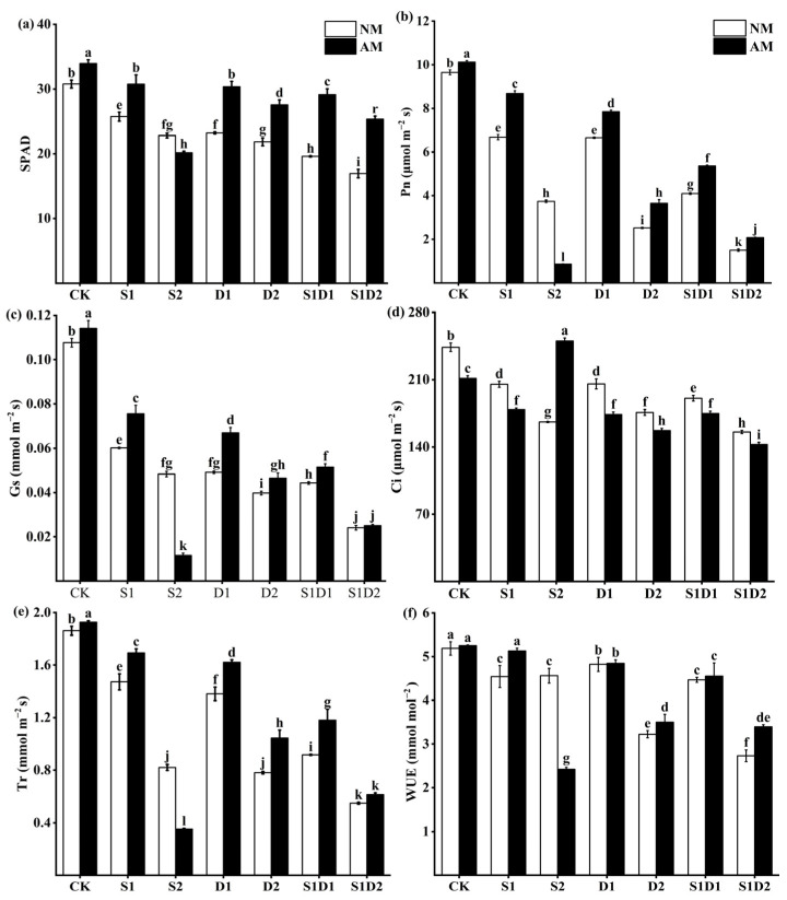 SPAD (a), Pn (b), Gs (c), Ci (d), Tr (e), and WUE (f) content of hemp under salt and drought stress. Bars indicate mean ± S.E. Different letters indicate significant differences between hemp with and without AMF under each treatment.