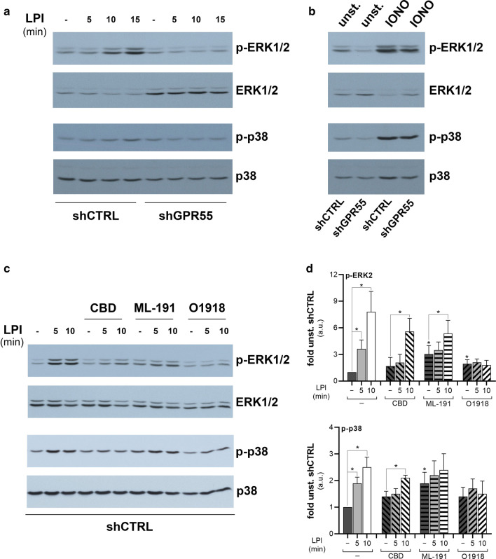 LPI activates ERK1/2 and p38 through an endogenous GPR55 in HeLa cells. HeLa cell clones obtained by control-interfering (shCTRL) or GPR55-interfering short-hairpin (shGPR55) transfection, were serum deprived for 2 h, then stimulated with 10 µM soybean LPI for the indicated times (a), or with 1 µM ionomycin (IONO) for 5 min (b). Western blotting of phosphorylated (p-ERK1/2, p-p38), and total ERK1/2 and p38 are shown, from an experiment representative of at least three independent. c shCTRL-HeLa were serum deprived for 2 h, then stimulated with 10 µM soybean LPI for the indicated times, in the absence or presence of 30 µM ML-191, 10 µM CBD or 10 µM O1918, for 10 min. Western blotting of phosphorylated (p-ERK1/2, p-p38), and total ERK1/2 and p38 are shown, from a representative experiment. d Densitometric analysis by arbitrary units (a.u.) of ERK2 (top) and p38 (bottom) phosphorylation levels, normalised for the correspondent protein levels. Data are expressed as fold unstimulated shCTRL-HeLa (unstim. shCTRL), and are means ± SE of three independent experiments. *p < 0.05 (Student’s t-tests) versus unstim. shCTRL (–) or corresponding unstimulated cells. unst., unstimunlated cells