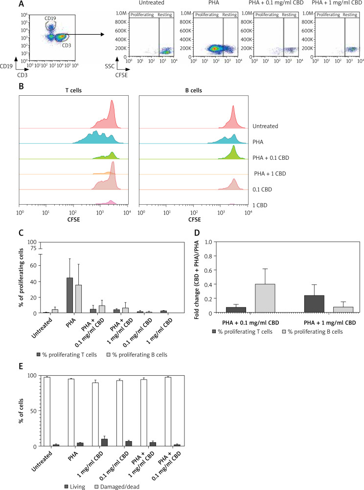 Freshly isolated PBMCs were stained with CFSE and cultured with PHA alone or in combination with CBD, tested at 2 different doses. Untreated cultures and cells treated with CBD alone were used as controls. After culture, cells were harvested and stained with anti-CD3 and anti-CD19 antibodies and analysed by flow cytometry. After gating on total lymphocytes, B and T cells were selected (A), and the percentage of proliferating T cells and B cells (B) were then measured for each condition. Representative dot plots of proliferating T cells from one donor are shown (A). The stacked overlays of CFSE expression in T cells (left panel) and B cells (right panel) for all conditions are shown for one donor (B). Proliferation rates of T (light grey) and B (dark grey) cells are presented as mean ± SD (C). The graph illustrates the fold change of T and B cell proliferation rate in (CBD + PHA) with respect to PHA alone (D). Cell viability assessment as revealed by trypan blue exclusion (E)