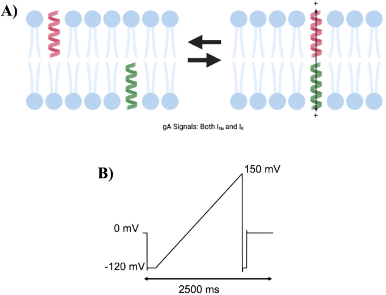 Gramicidin (gA) currents used to monitor changes in membrane elasticity/stiffness.A) Cartoon of gramicidin dimerization to form a conducting cationic pore. B) Voltage protocol applied to obtain gramicidin current. Cells were held at 0 mV, followed by a step down to -120 mV and ramping up to +150 mV over 2500 milliseconds. gA currents were assessed before and after the addition of endocannabinoids in pair-wised experiments.