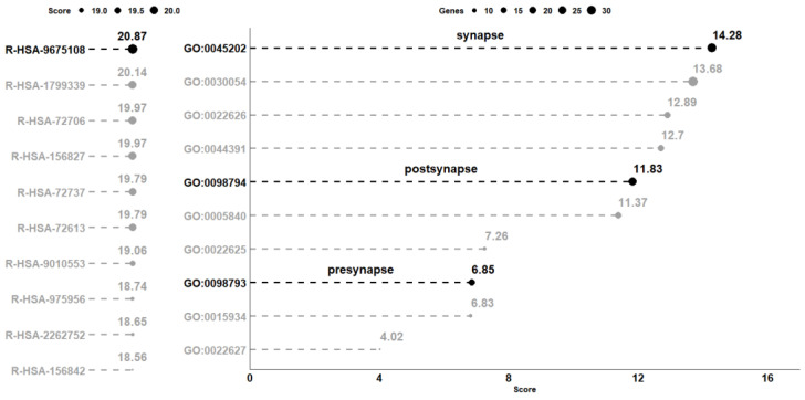 Analysis of the overrepresented pathway and gene ontology terms in the comparison CTRL vs. CBNR10. On the left panel, the 10 pathways collected in the Reactome database with the highest score computed as log2(FDR) are highlighted. Conversely, on the right part of the figure, the 10 most overrepresented cellular component terms obtained with Panther, using the DEGs included in the R-HSA-9675108 (“Nervous System Development”) pathway, are shown. The score, computed in the same way as the one computed for the pathways, is plotted on the x-axis. For terms, the size of each point is representative of the number of DEGs included in the term. All score values are rounded to the second digit.