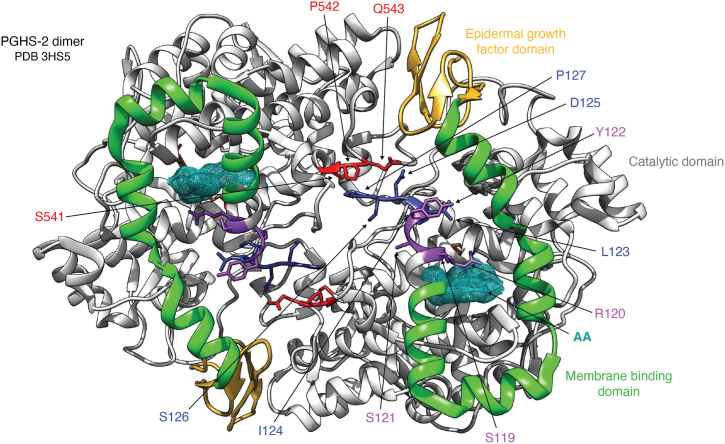 Structural basis of PGHS-2 allosteric regulation. A model of the dimeric structure of PGHS-2 derived from PDB 3HS5 looking up into the active site through the membrane-binding domain highlights structures believed to be involved in allosteric regulation. The epidermal growth factor domain (goldenrod), membrane-binding domain (green), and catalytic domain (light gray) are indicated. Bound AA (turquoise mesh) and heme (sienna, located above the AA) are included. A loop containing residues Ser-541, Pro-542, and Gln-543 (red) on one subunit interacts with a loop containing residues Leu-123, Ile-124, Asp-125, Ser-126, and Pro-127 (dark blue) on the other subunit. Paired mutations at positions 541 and 127 or at positions 126 and 543 to cysteine lead to crosslinking of the two subunits that is inhibited by flurbiprofen (33). The loop containing Ser-119, Arg-120, Ser-121, and Tyr-122 (dark magenta) is the site of the S121P mutation that was shown to disrupt allosteric modulation. This loop also contains Arg-120, which plays a role in stabilizing AA binding at the active site constriction (38). AA, arachidonic acid; PDB, Protein Data Bank; PGHS, prostaglandin endoperoxide synthase.