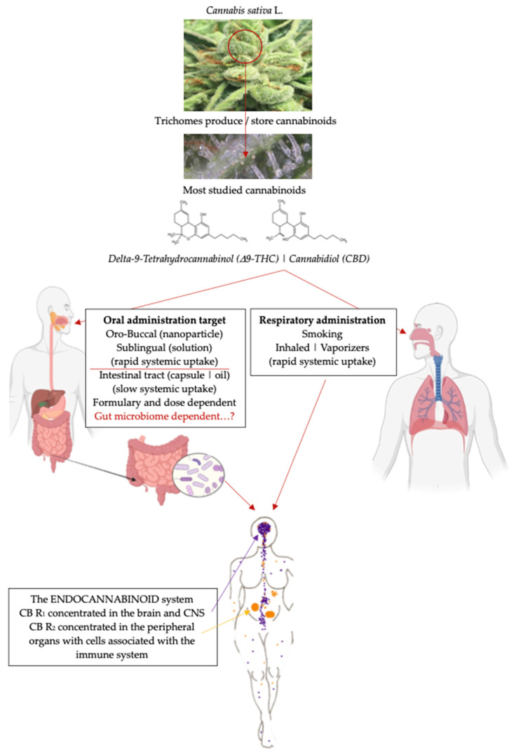 Diverse routes of medicinal cannabis administration [14,15,16,17,18] that target specific organs and the endocannabinoid system influenced by the gut microbiota.