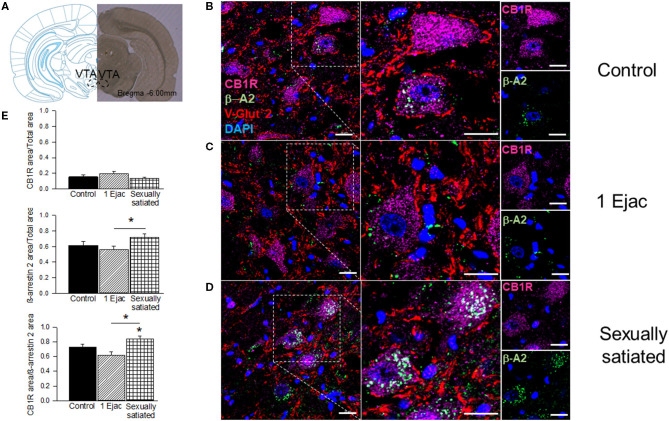 CB1R internalization in the VTA of male rats that copulated to satiety. (A) Shows a coronal brain section, taken at −6.00 mm anterior to bregma, showing the VTA region from where the sample photomicrographs were obtained. (B–D) Show representative confocal photomicrographs from the VTA of unmated sexually experienced male rats (Control), males that ejaculated once (1 Ejac) and males that copulated to satiety (Sexually satiated) 24 h earlier, respectively. The first column shows 40X magnification images of CB1R (Alexa 647, magenta), β-A2 (Alexa 488, green) and VGlut2 (Alexa 555, red) immunoreactivity (IR); cell nuclei appear in blue (DAPI). The second column depicts a 2x enlargement of the selected region with the same IR marks. The third column shows individual CB1R and β-A2 IR-marks in the selected region. Co-localization of CB1R with β-A2- appears in white color. Scale bar 20 μm. (E) Shows the quantification of CB1R-IR, β-A2-IR as well as that of their co-localization. Kruskal-Wallis followed by Dunn's test, *P < 0.05.