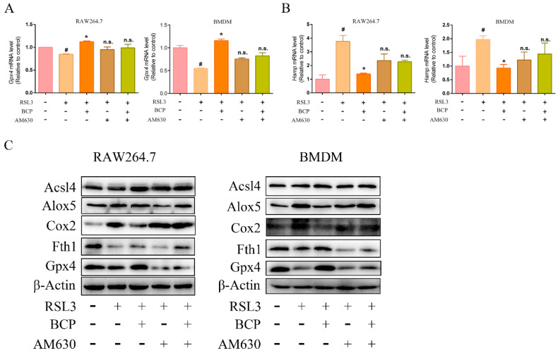 BCP regulates the expression of ferroptosis-related molecules by activating the CB2R. RAW264.7 macrophages or BMDMs were treated with 500 nM RSL3 in the presence of BCP (20 μM), CB2R antagonist AM630 (5 μM) or both AM630 and BCP for 6 h. (A), Relative mRNA levels of Gpx4 and Hamp in RAW264.7 macrophages and BMDMs were detected by RT-qPCR. Data are presented as mean ± S.E.M. using Gapdh as a reference. n.s., not significant, # p < 0.05, control group; * p < 0.05, versus RSL3 treatment group. (B) Relevant protein levels of ferroptosis in RAW264.7 macrophages and BMDMs were analyzed by immunoblotting. β-Actin was used as an internal reference. (C) All data are representative of or combined from at least three independent experiments. Acsl4, Acyl-CoA synthetase long-chain family member 4; Alox5, lipoxygenase 5; AM630, 6−Iodopravadoline; BCP, β-caryophyllene; BMDM, bone marrow-derived macrophage; Cox2, cyclooxygenase 2; Fth1, ferritin heavy chain 1; Gpx4, glutathione peroxidase 4; Hamp, hepcidin antimicrobial peptide; RSL3, ras-selective lethal small molecules 3.
