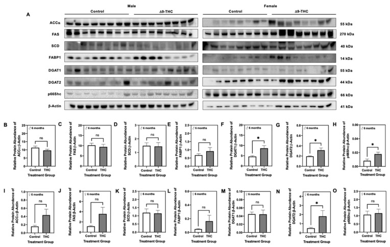 Gestational exposure to Δ9-tetrahydrocannabinol (Δ9-THC) leads to upregulation of lipogenic enzymes in male offspring at six months of age. (A) Representative western immunoblots illustrating hepatic expression of acetyl-coA carboxylase (ACCα), fatty acid synthase (FAS), stearoyl-coA desaturase (SCD), fatty acid binding protein 1 (FABP1), diacylglycerol acyltransferase (DGAT) 1, DGAT2, and p66Shc in male and female offspring at six months of age. Protein abundances of each enzyme for male offspring (B–H) and female offspring (I–O) were normalized to β-Actin ± SEM (n = 7–8/group). All protein abundances were analyzed using a two-tailed unpaired Student’s t-test. * Significant difference (p < 0.05).