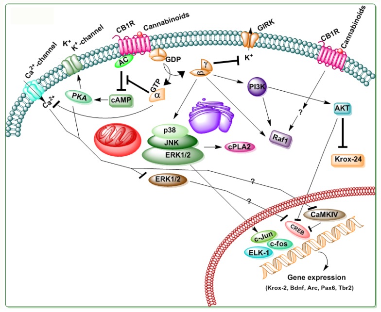 Schematic illustration of the CB1R mediated signaling. Δ9-tetrahydrocannabinol (Δ9-THC) and other SCBs produce their effects via binding to CB1Rs, a 7-transmembrane domain G-protein coupled receptor located in the cell membrane. The Ca2+ channels inhibited by CB1R stimulation include N-, P/Q-, and L-type channels. The actions on Ca2+ channels and adenylyl cyclase (AC) are thought to be mediated by the α subunits of the G-protein, and the effects on G protein-coupled inward rectifying K+ (GIRK) and PI3K are considered to be mediated by the βγ subunits. AC inhibition and the subsequent decrease in cyclic adenosine monophosphate (cAMP) lead to the inhibition of cAMP-dependent protein kinase (PKA). This leads to decreased K+ channels and pCaMIV and pCREB levels, which might lead to the inhibition of gene expression required for several physiological functions. Stimulatory effects are indicated by (→) symbols and inhibitory effects by (⊥) symbols.