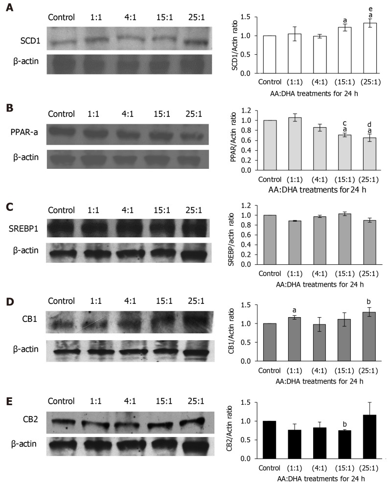 Effect of arachidonic acid: docosahexaenoic acid ratios on mechanistic mediators of lipid metabolism. A-E: VL17-A cells were treated with different ratios of arachidonic acid: docosahexaenoic acid for 24 h. Following this, the expression of several proteins that modulate lipid metabolism were examined, namely, SCD1 (A), PPAR-α (B), SREBP1c (C), CB1 (D) and CB2 (E). aP ≤ 0.05 and bP ≤ 0.01 compared to control; cP < 0.05 and dP < 0.01 compared to 1:1 ratio; eP < 0.05 compared to 4:1 ratio. Data is presented as mean ± SE (n = 3-4). AA: Arachidonic acid; DHA: Docosahexaenoic acid.