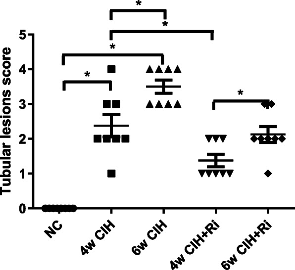 Tubular lesions score. Histopathological scoring was performed and data are expressed as means ± SEM, n = 8,*p < 0.05