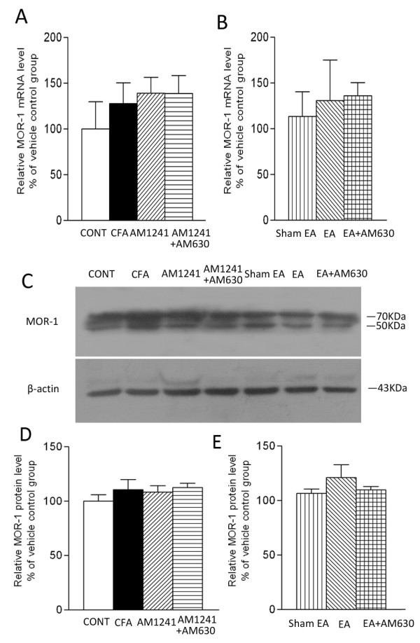 Effects of AM1241, EA, AM1241 plus AM630, and EA plus AM630 on the mRNA (A, B) and the protein (C, D, E) levels of μ-opioid receptor-1 in inflamed skin tissues. A, summary data show the relative mRNA level of μ-opioid receptor-1 in the skin tissues obtained from the vehicle control (CONT), CFA+vehicle of AM1241 (CFA), CFA+AM1241 (AM1241) and CFA+AM1241+AM630 (AM1241+AM630) groups. B, summary data show the relative mRNA level of μ-opioid receptor-1 in the skin tissues obtained from the CFA+sham EA+vehicle of AM630 (sham EA), CFA+EA+vehicle of AM630 (EA), and CFA+EA+AM630 (EA+AM630) groups. C, a representative gel image showing the protein level of μ-opioid receptor-1 in the skin tissues obtained from those 7 groups. β-actin was used as a loading control. Both two bands correspond to the μ-opioid receptor-1 protein. D-E, summary data show the % increase in the μ-opioid receptor-1 protein level by AM1241 and EA with and without AM630. Data are expressed as means ± SEM (n = 6 rats in each group). * P < 0.05, compared with the vehicle control group; # P < 0.05, compared with the CFA+vehicle of AM1241 group; & P < 0.05, compared with the CFA+AM1241 group; †P < 0.05, compared with the CFA+sham EA+vehicle of AM630 group; $ P < 0.05, compared with the CFA+EA+vehicle of AM630 group (One-way ANOVA followed by Tukey's test).