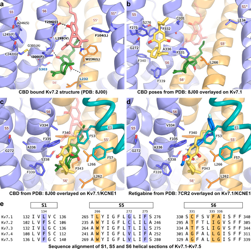 CBD binding comparison between human KV7.1 and KV7.2, and sequence comparison show KV7 subtype differences.a The CBD-bound KV7.2 structure in the closed pore conformation (PDB 8J00) [13], with light red and dark green colouring for the upper and lower CBD molecules, respectively. Only residues near the CBD molecules or the S5–S6 site and that are different between KV7.1 and KV7.2 are displayed (with the exception of KV7.2 residue S303). Labels reflect the KV7.2 residue and numbering, and the KV7.1 residue appended to the end (i.e., W236(L) reflects that KV7.1 has a leucine in place of the tryptophan), L232 and S303 are coloured in blue to highlight that they are each conserved between KV7.1 and KV7.2 (and all other KV7s). Residues that interact with CBD are bolded. b Representative CBD binding pose (yellow) from the largest binding pose cluster in KV7.1 (S5–S6 binding site), which is overlayed on the CBD-bound KV7.2 structure. Representative CBD binding poses (yellow) from the largest binding pose cluster in KV7.1/ KCNE1 (S6–S5’–E1 binding site), which is overlayed on the CBD-bound KV7.2 structure (c) and retigabine-bound KV7.2 structure (PDB: 7CR2) [12] (retigabine is coloured in blue) (d). In b–d, the KV7.2 structures are hidden except for CBD and retigabine. The upper CBD molecule in (b) and (c) is faded for clarity. See Fig. 1 for details on subunit colouring. e Sequence alignment showing sections of the S1, S5, and S6 helices. The coloured blocks indicate key CBD interacting residues with KV7.1 (our prediction) or KV7.2 (structure) and their conservation across KV7 subtypes, purple-blue and orange colour blocks are matched to the protein colours in the panels above.