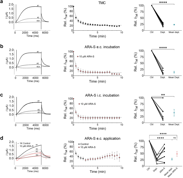 ARA-S does not substitute for PIP2. Assessment of the ability of ARA-S to compensate for PIP2 depletion, tested on hKV7.1/KCNE1 expressed in Xenopus oocytes and studied with the two-electrode voltage clamp technique. a) Time-match control of PIP2 depletion performed in oocytes co-injected with KV7.1/KCNE1 and Ci-VSP. PIP2 depletion was achieved by activating the VSP by a test pulse at +40 mV for 5 s, followed by a tail pulse at −40 mV, every 30 s. Left: Representative hKV7.1/KCNE1 current traces upon depletion. Middle: Averaged time-course of decay of normalized tail current. Curve show exponential fit decay; Right: Summary of relative tail current for each oocyte and mean value (blue). b and c) Same as in a but for oocytes incubated in (b) 10 μM extracellular or (c) intracellular ARA-S. d) Same as in a but with extracellular perfusion of 10 μM ARA-S at time points indicated by red symbols. Statistics indicate student's t test or one–way ANOVA. ∗ denotes P < 0.05, ∗∗ denotes P < 0.01, ∗∗∗ denotes P < 0.001, ∗∗∗∗ denotes P < 0.0001. P > 0.05 (ns). Best fit for exponential decay: panel a: tau = 0.74 min, plateau = 22%; panel b: tau = 0.48 min, plateau = 13%; panel c: tau = 0.38 min, plateau = 22%, note that the outlier (no depletion) shown in the summary of relative tail current has been excluded from the averaged time-course of decay of normalized tail current; panel d: tau = 0.44 min, plateau = 31%. Data shown as mean ± SEM; n = 6–9.