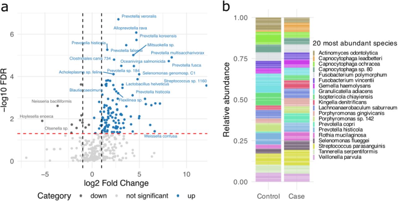 Differentially abundant species between CHA and housed individuals.(a) Volcano plot comparing the relative abundance of shared species between groups. Species significantly different are shown with adjusted p-values < 0.05 (red line) and a fold change threshold of |log₂FC| ≥ 1 (black lines). Only extremely enriched species in CHA individuals (blue) and controls (gray) are highlighted. (b) Relative abundance of the 20 most abundant species across all samples for cases and controls. Only species present in ≥ 2 individuals were included. Bars represent aggregated mean relative abundance per group; species are distinctly colored.